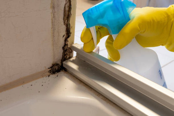 Mold Removal and Inspection in Lewistown, IL