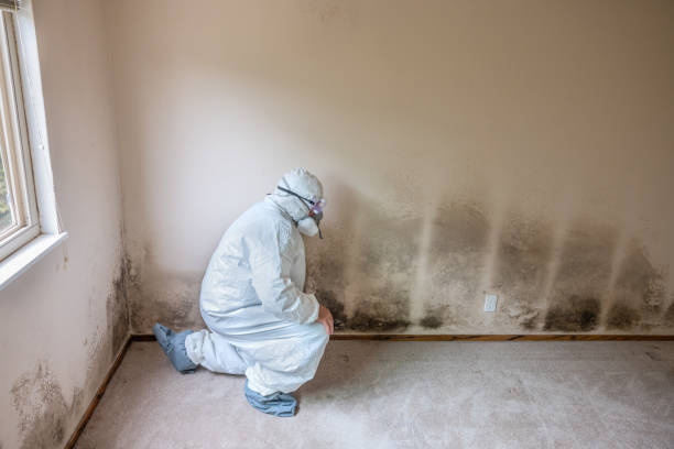 Best Fast Mold Removal  in Lewistown, IL