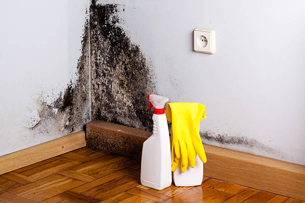 Best Crawl Space Mold Removal  in Lewistown, IL